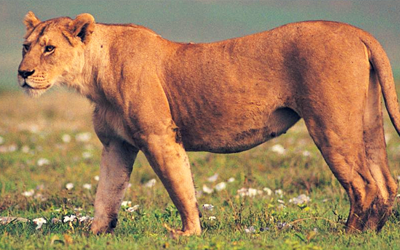 Tanzania