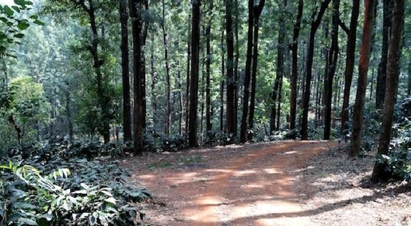 Malnad Ultra - 25 Nov '23