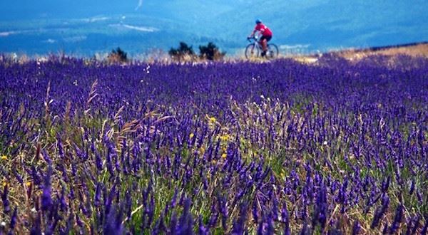 Provence Lavender Biking Experience