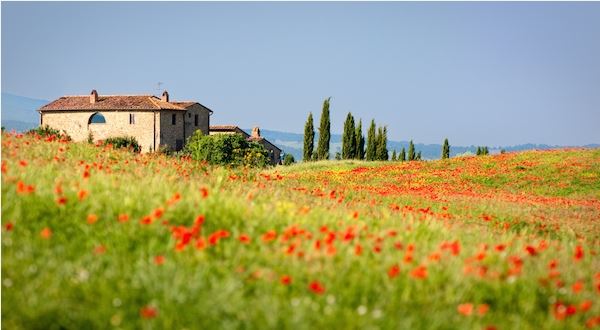 Under the Tuscan Sun